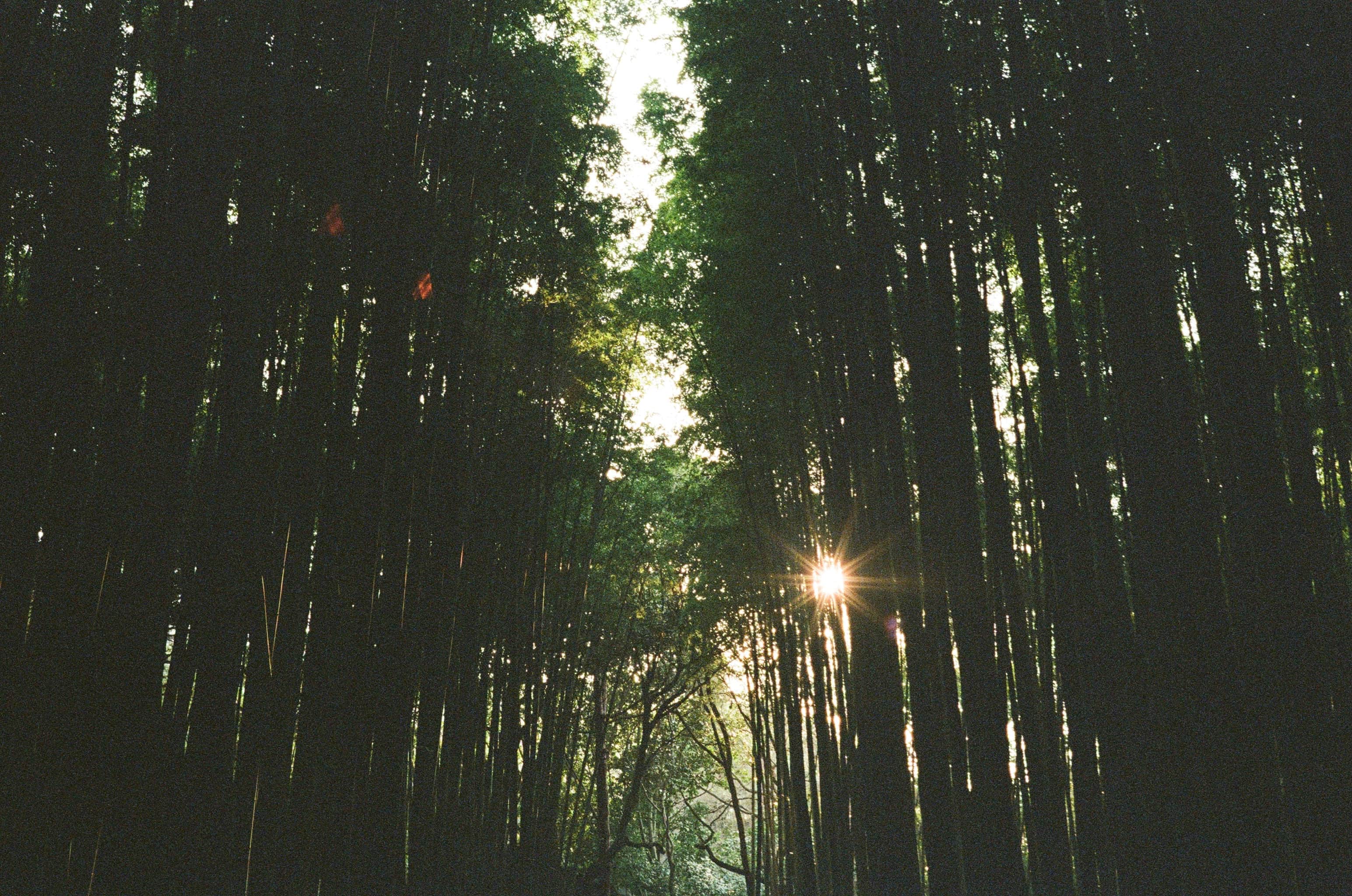 Bamboo