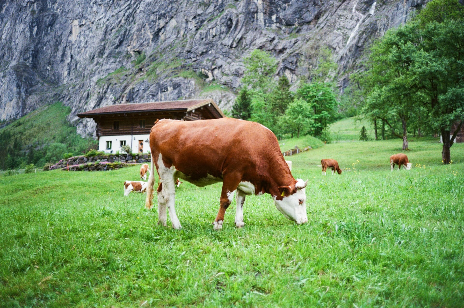 Lauterbrunnen Cow