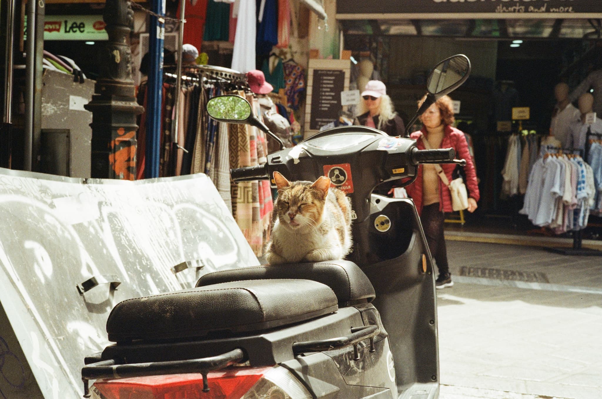 Gata on scooter
