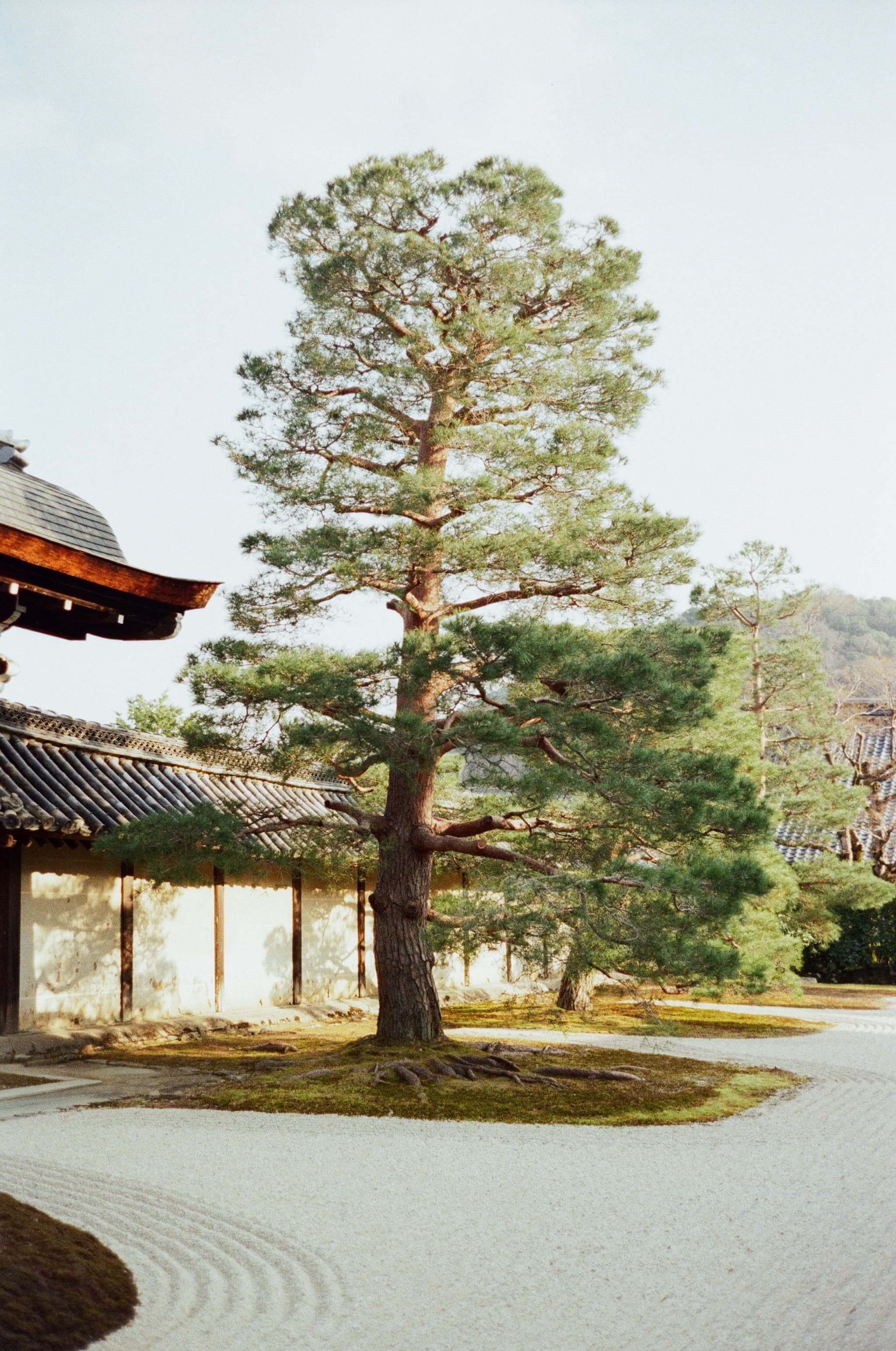 Beautiful Tree