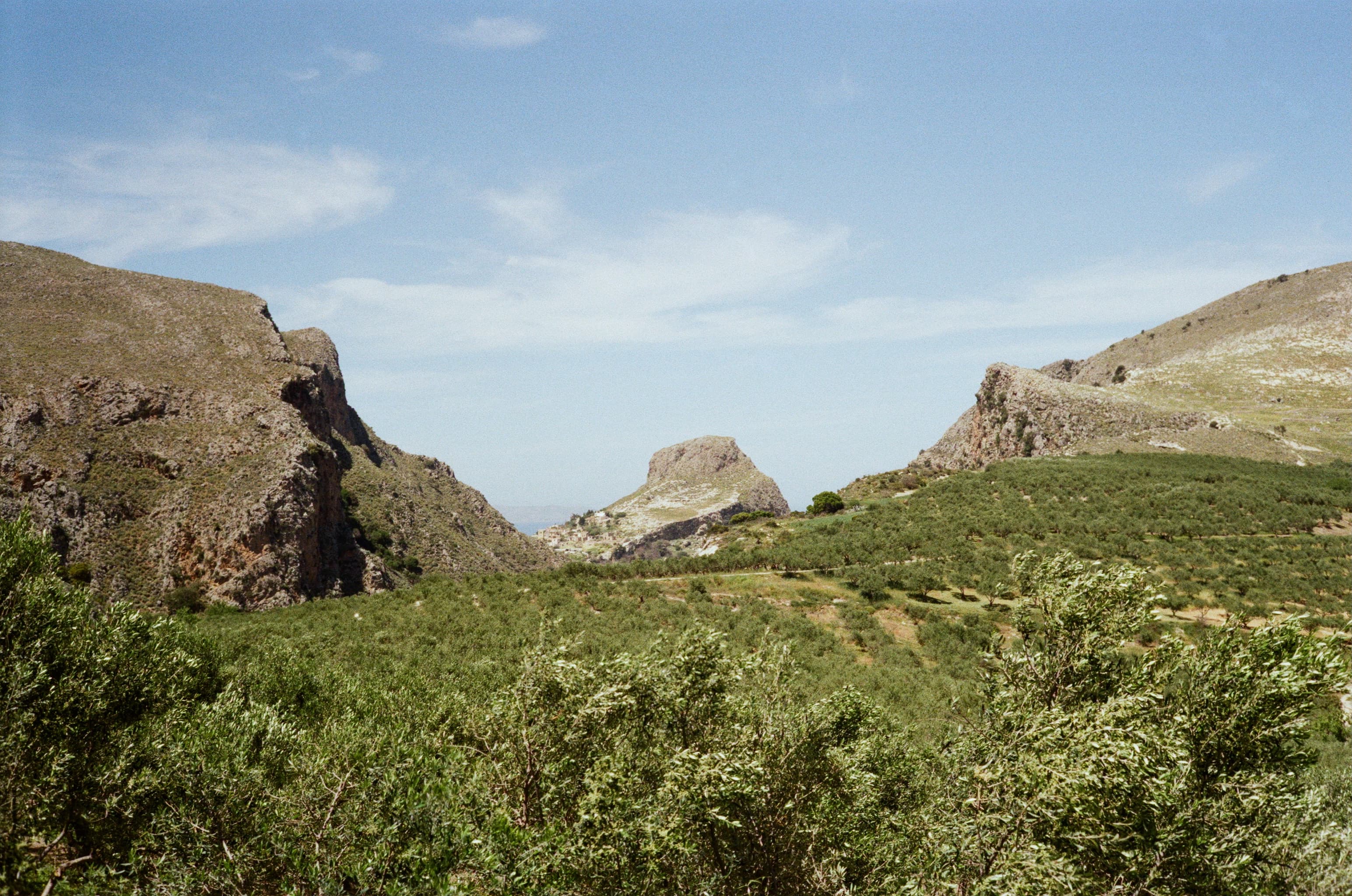 EVOO Farm
