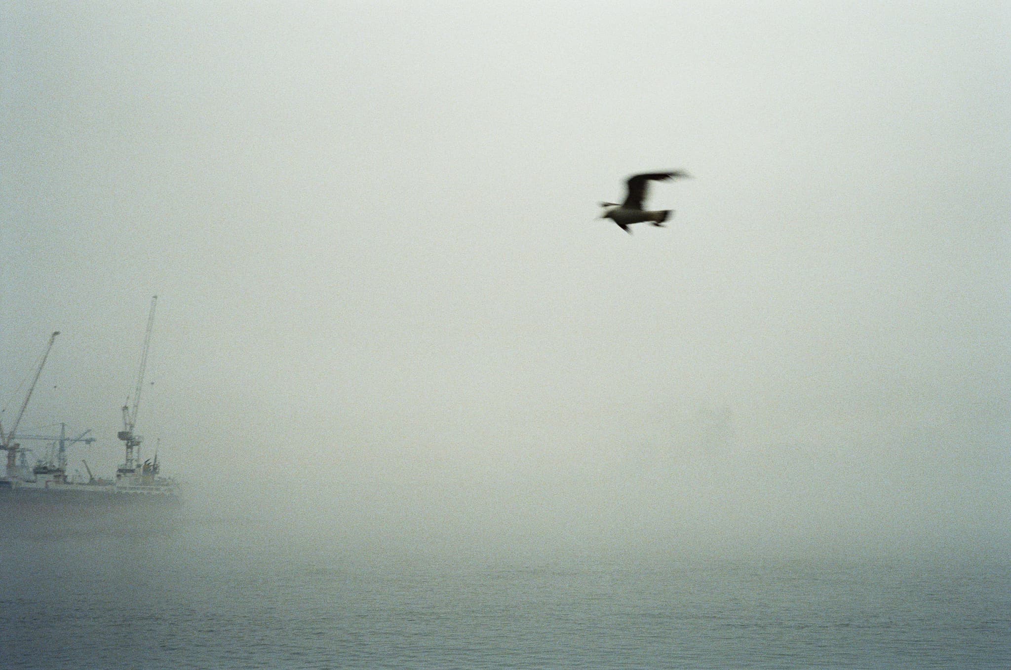 Busan Bird